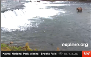 Brown Bear Cam 